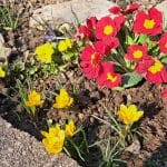 Trobentice in tulipani