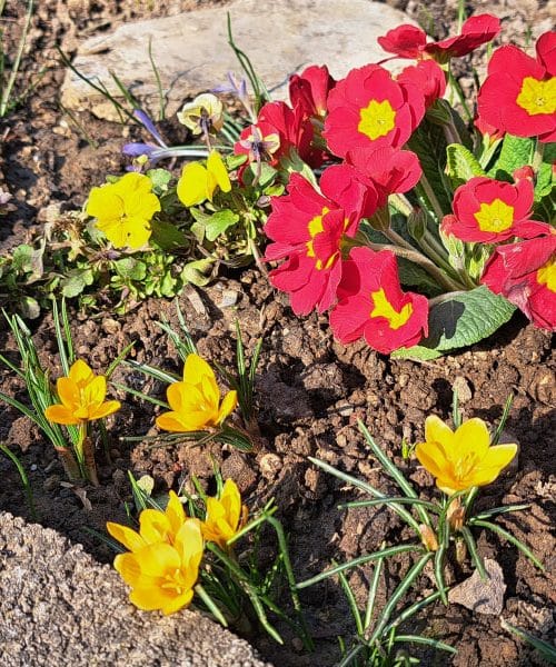 Te tri rastline bodo že zgodaj spomladi polepšale balkon – skoraj ne potrebujejo nege