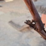 Trta spušča sokove