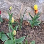 Tulipani na gredi