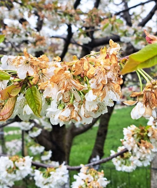 Češnje po sneženju kažejo utrujen obraz? Zdaj pomaga premišljen odziv