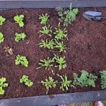 Zemlja v visoki gredi