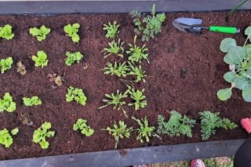 To je napaka, ki jo mnogi naredijo pri visokih gredah – posledice opazite hitro