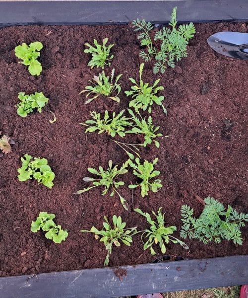 To je napaka, ki jo mnogi naredijo pri visokih gredah – posledice opazite hitro