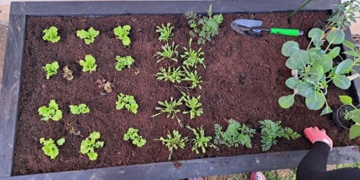 To je napaka, ki jo mnogi naredijo pri visokih gredah – posledice opazite hitro