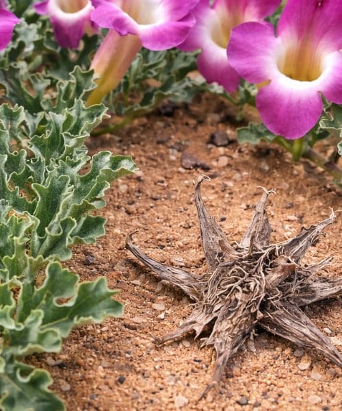 Rastlina za sklepe, ki jo po 50. letu odkrije vse več ljudi