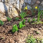 Vrt, zemlja se ogreva