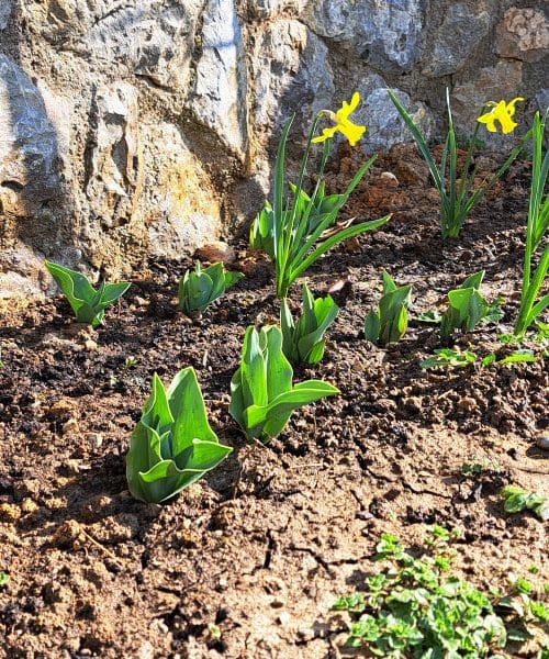 Na vrtu se pojavi majhen znak, ki pokaže, da se zemlja ogreva