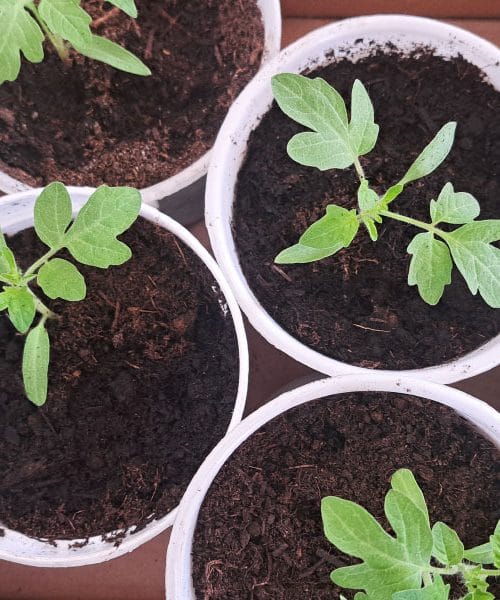 Če želite letos več od paradižnika, naredite to še dovolj zgodaj