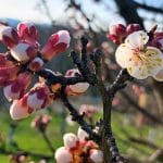 Zacvetele so prve letošnje marelice