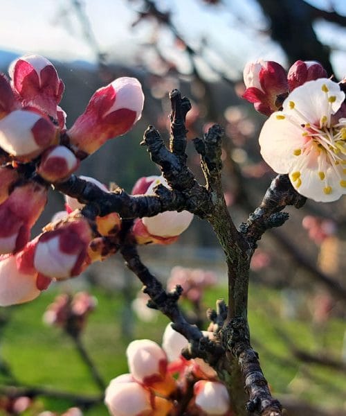 Prve marelice že cvetijo: letošnja pomlad se je začela nekoliko prej