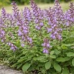 Žajbelj na vrtu odganja polže