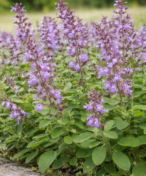 Ta rastlina na vrtu odganja polže brez kemije