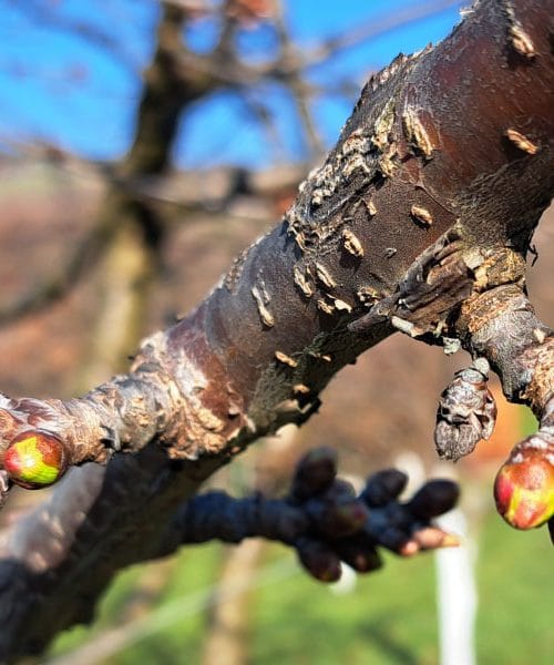 Zakaj nekateri sadjarji marca rahlo zarežejo v lubje drevesa?