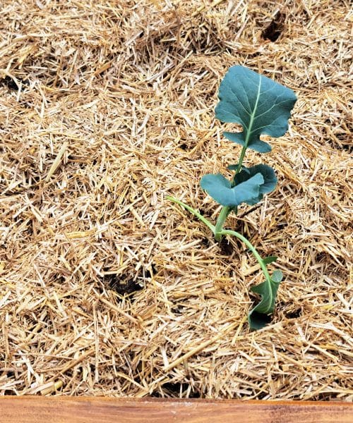 Če to dodate gredi zdaj, si boste poleti prihranili veliko dela