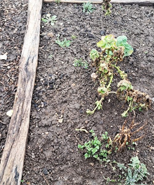 Vrt na videz stoji pri miru? Pogosto je razlog skrit v zemlji