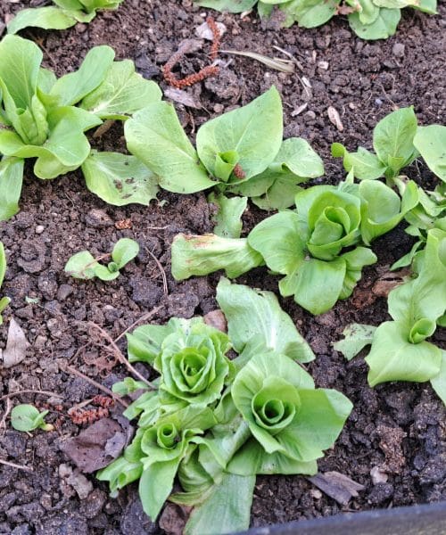 Zemlja po dežju skriva težavo, ki jo mnogi spregledajo