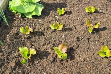 Teh rastlin ne sadite skupaj v visoke grede, pridelek lahko hitro razočara