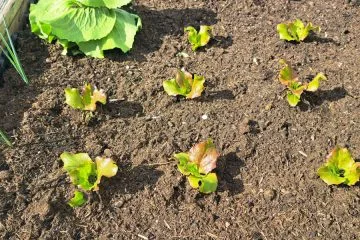 Teh rastlin ne sadite skupaj v visoke grede, pridelek lahko hitro razočara