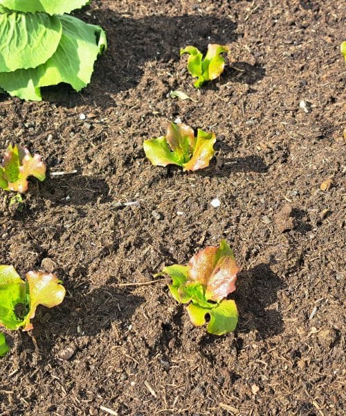 Teh rastlin ne sadite skupaj v visoke grede, pridelek lahko hitro razočara