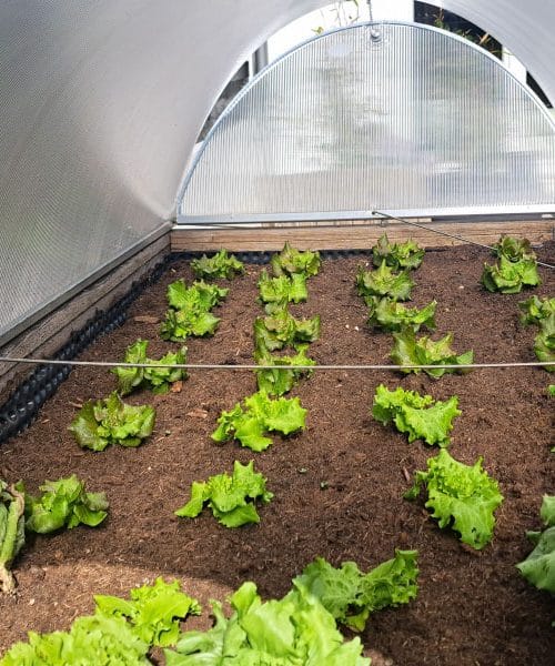 Zelenjava pod tunelom na visoki gredi: pomlad prinese prvi pridelek že marca