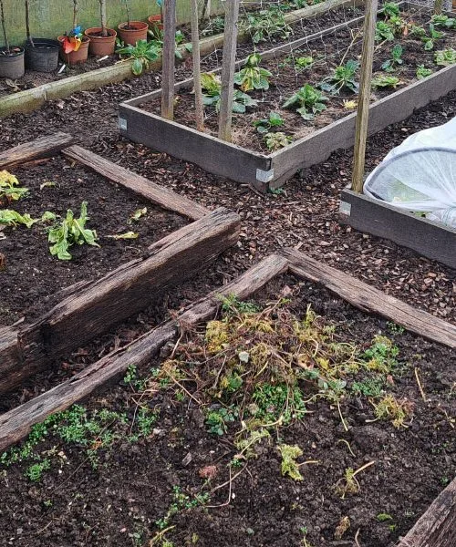 Če je zgornja plast zemlje na vrtu takšna, vrtnarji vedo, da je čas za prvo setev