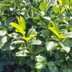 Živa meja, lovorikovec