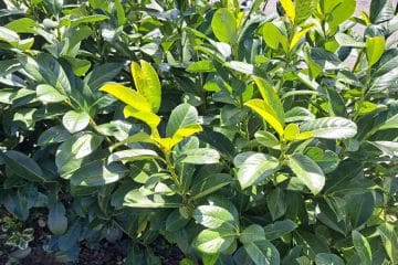 Lovorikovec rumeni? To preverite najprej