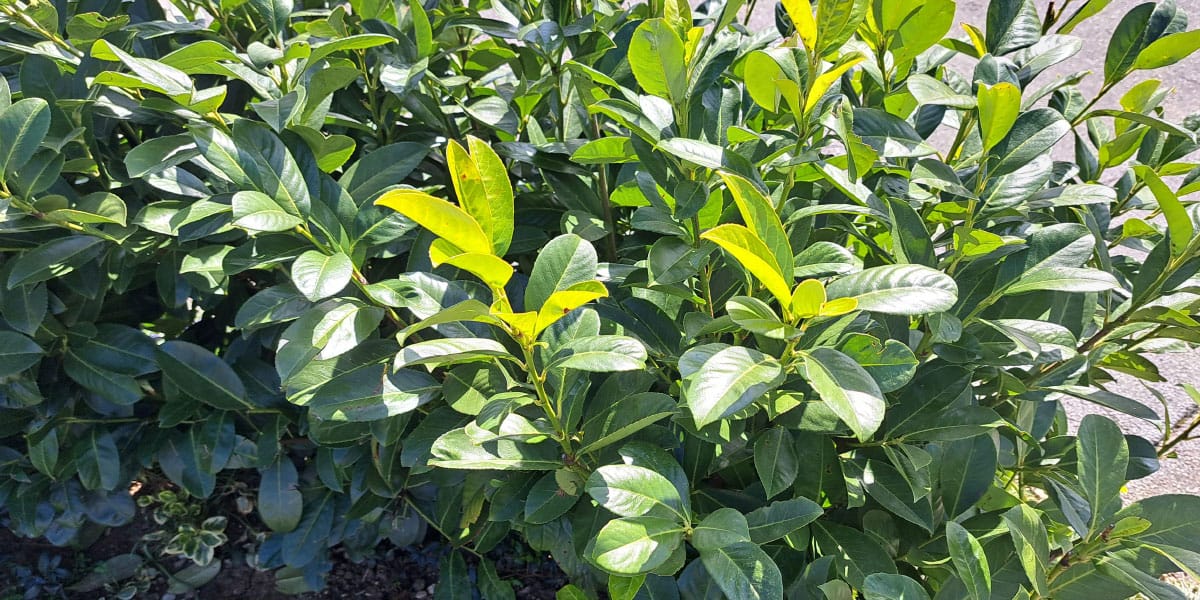 Živa meja, lovorikovec