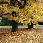 Arboretum Volčji Potok; Foto: Hasmik Ghazaryan Olson / Unsplash