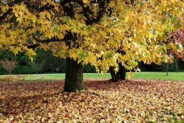 Ta slovenski kraj spomladi očara vse, a ga mnogi še vedno ne poznajo