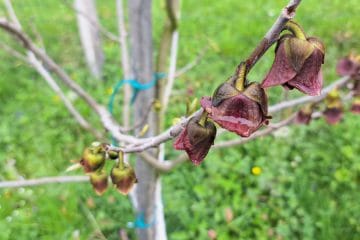 Asimina in skrivnostni zvončki: je drevo že odcvetelo ali šele začenja?