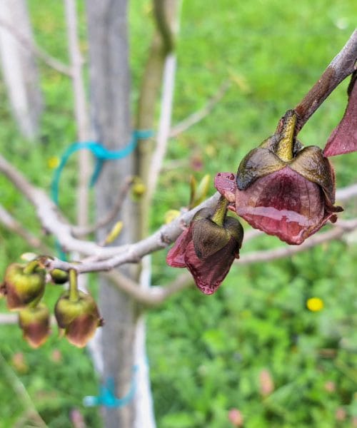 Asimina in skrivnostni zvončki: je drevo že odcvetelo ali šele začenja?