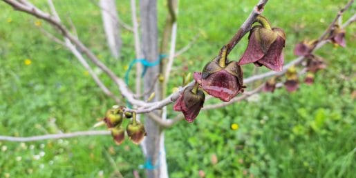 Asimina in skrivnostni zvončki: je drevo že odcvetelo ali šele začenja?