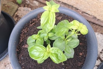 Bazilika v loncu uspe le ob teh pogojih: največ težav povzroči prav ena napaka