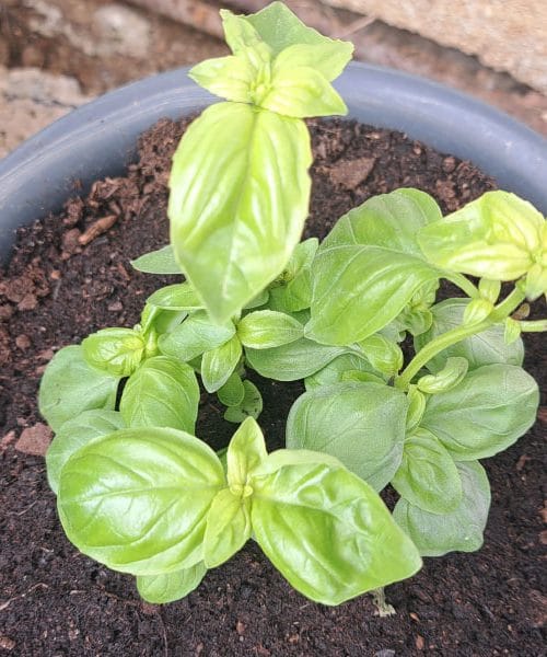 Bazilika v loncu uspe le ob teh pogojih: največ težav povzroči prav ena napaka