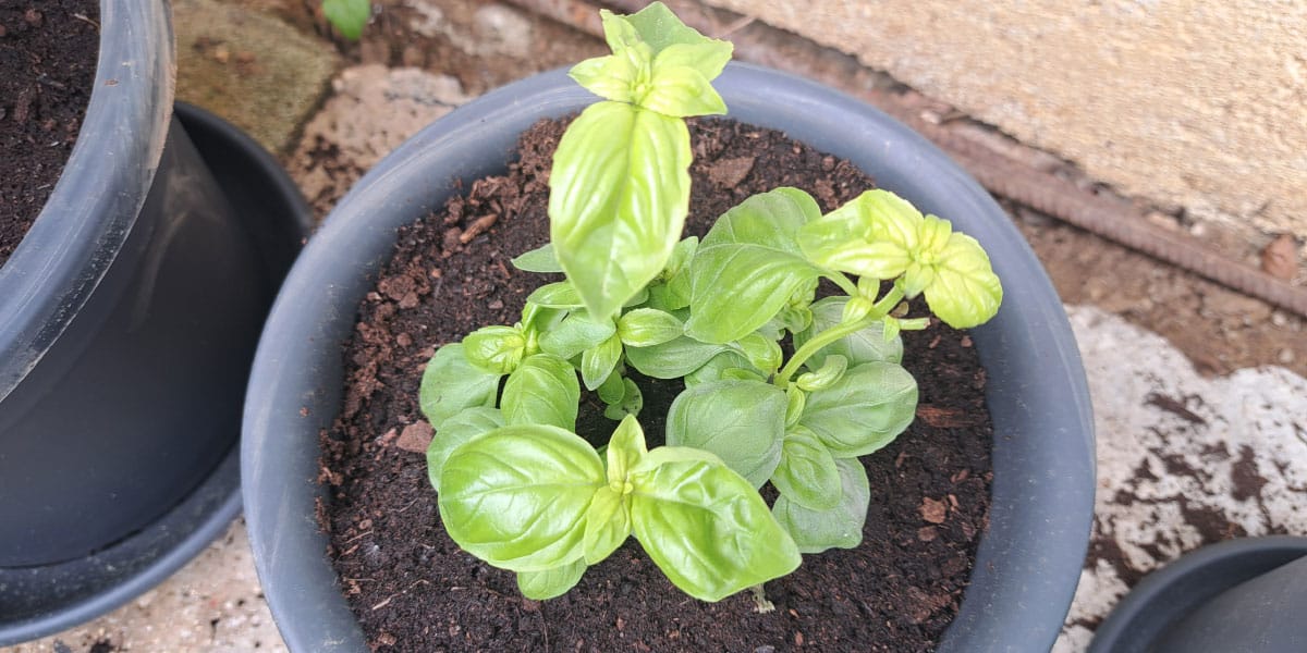 Bazilika v loncu uspe le ob teh pogojih: največ težav povzroči prav ena napaka