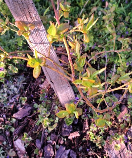 Če tega ne naredite z borovnicami aprila, bo pridelek slabši