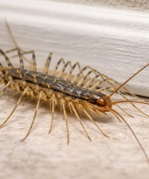 Stonoge v hiši niso naključje: razlog se skoraj vedno skriva v enem delu doma