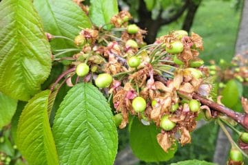 Sajenje češenj sredi aprila: da ali ne?