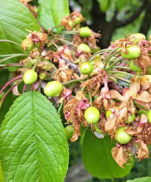 Sajenje češenj sredi aprila: da ali ne?