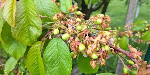 Sajenje češenj sredi aprila: da ali ne?