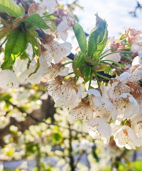 Brsti so že odprti? Jutranji mraz lahko naredi več škode, kot mislite