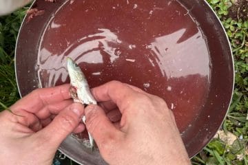 Najpogostejša napaka, ki jo Slovenci delamo pri čiščenju sardel