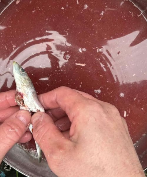 Najpogostejša napaka, ki jo Slovenci delamo pri čiščenju sardel