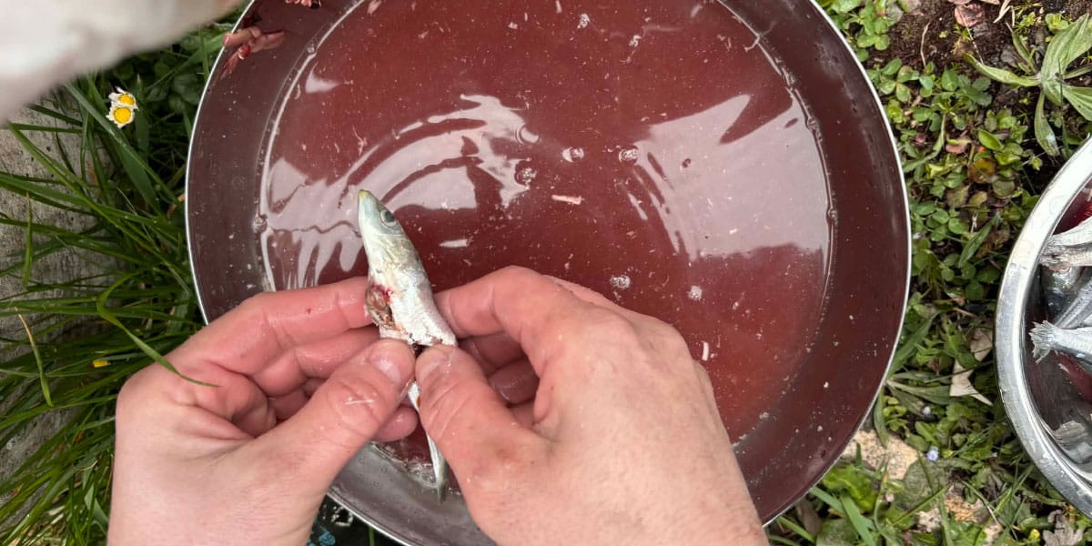 Najpogostejša napaka, ki jo Slovenci delamo pri čiščenju sardel