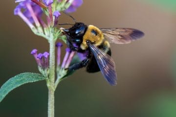 Če na vrtu opazite veliko čmrljev in čebel, je to znak, da je narava v polnem razmahu