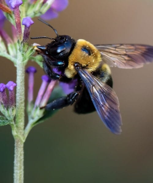 Če na vrtu opazite veliko čmrljev in čebel, je to znak, da je narava v polnem razmahu