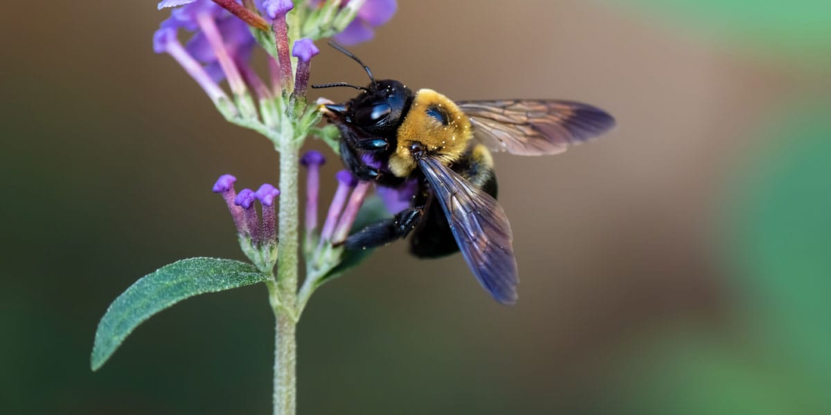 Če na vrtu opazite veliko čmrljev in čebel, je to znak, da je narava v polnem razmahu