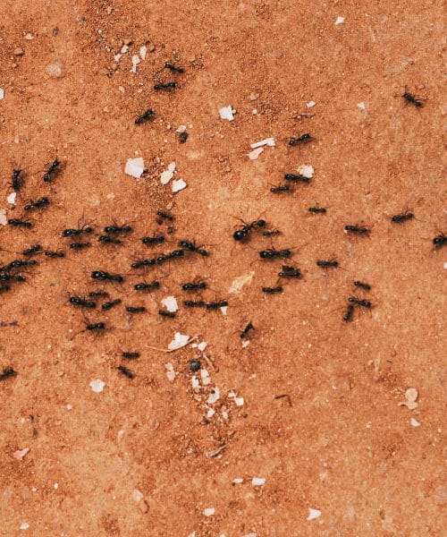 Posujte to ob vrata in okna: mravlje bodo veliko težje našle pot v dom